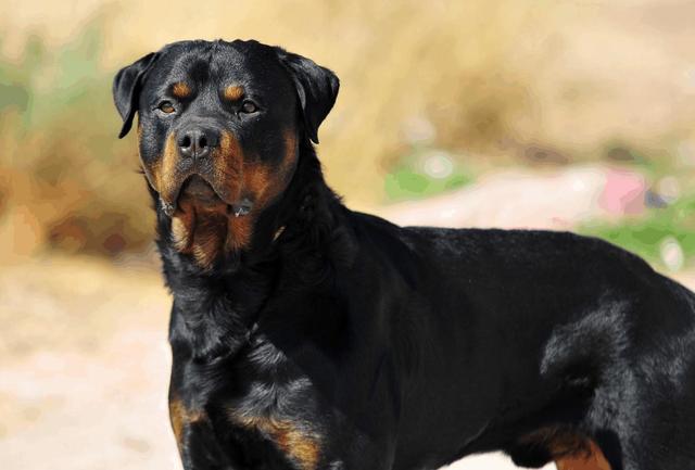 大型犬有哪些品种（短毛大型犬有哪些）