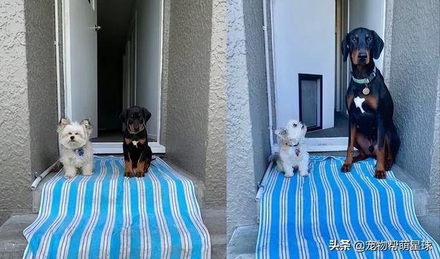 纯种马尔济斯犬多少钱一只（约克夏多少钱一只）