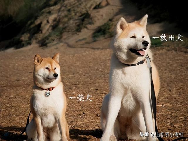 秋田犬价格大概多少钱一只？柴犬价格大概多少钱一只！