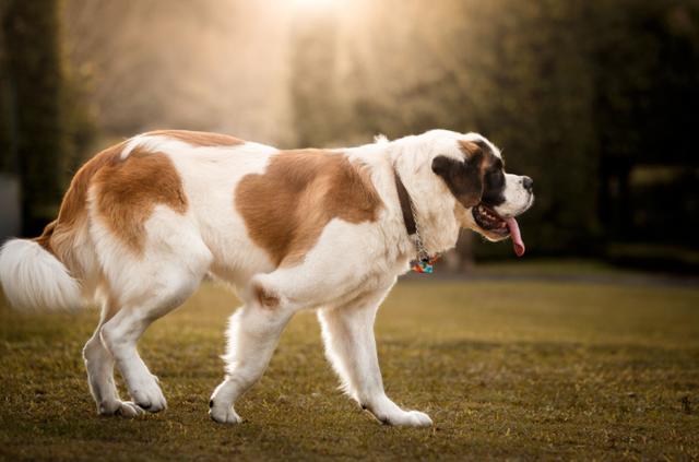 圣伯纳犬多少钱一只？圣伯纳幼犬大概多少钱！