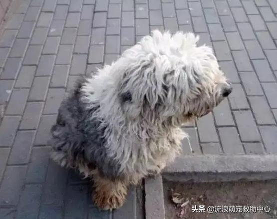 古牧犬能长多大（古牧能长多大,多少斤_）