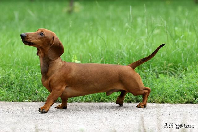 腊肠犬贵不贵？腊肠犬大概多少钱一只！