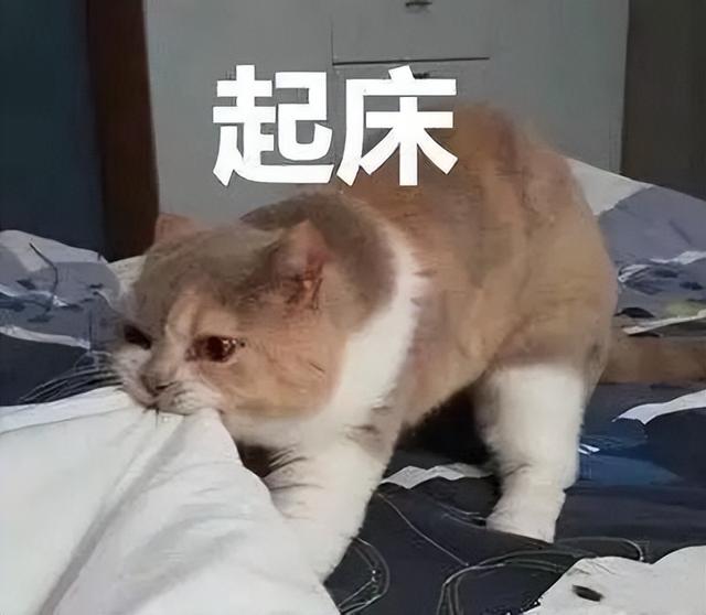 养猫头鹰犯法吗（养猫会引起呼吸道疾病吗）