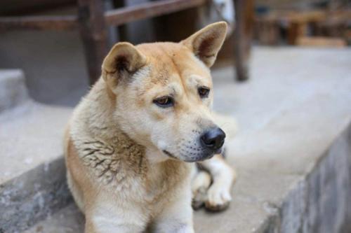 伯恩山犬北京禁养吗（伯恩山犬成都禁养吗）