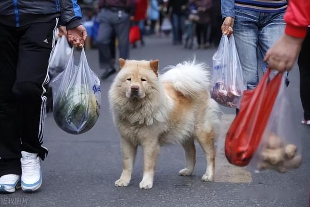 狗狗品种大全及图片大型犬（狗狗品种大全及图片及名字）