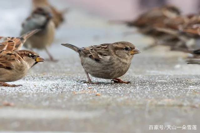 麻雀是国家二级保护动物吗百度百科（麻雀是国家保护动物吗）