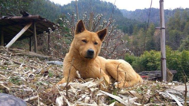 秋田只认一个主人（秋田喜欢主人的表现）