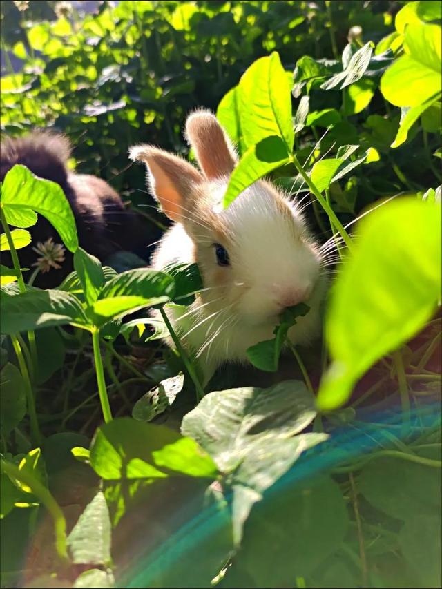 养宠物兔子一般一天喂几次食（宠物兔子每天喂几次）