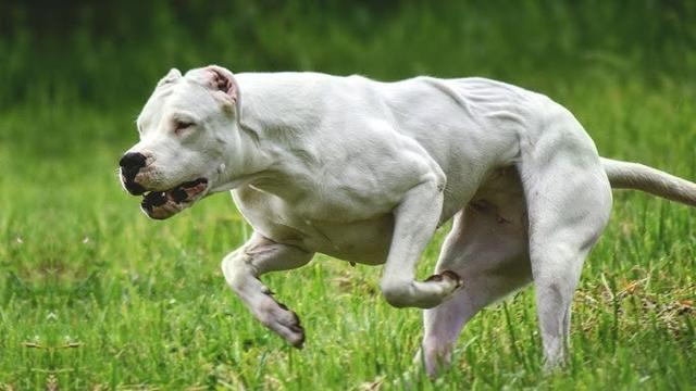 卡斯罗犬多少钱一只（卡斯罗犬图片）