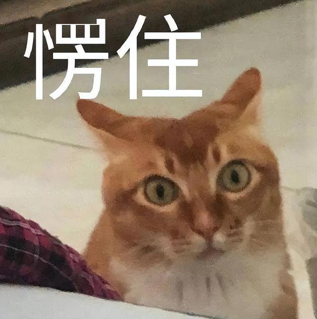 雪鞋猫的价格（踏雪猫多少钱一只）