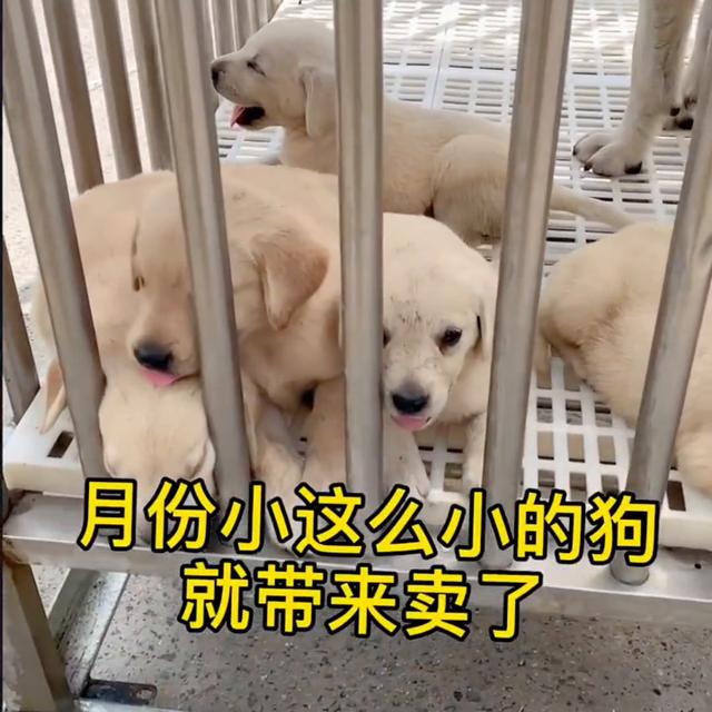 拉布拉多幼犬价格多少钱一只白色？拉布拉多幼犬价格_白色！