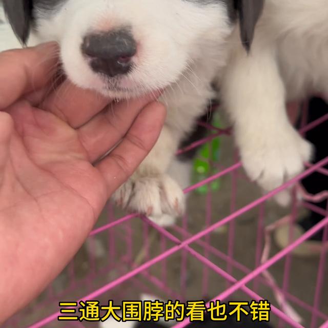 纯种边境牧羊犬价格多少钱一只？纯种边境牧羊犬价格多少钱一只幼犬！