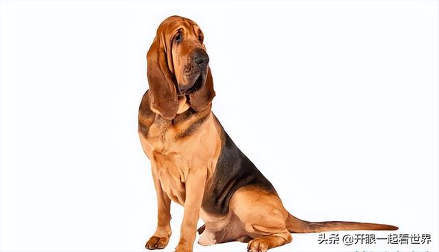 苏俄猎狼犬什么价位（苏俄猎狼犬的电影）