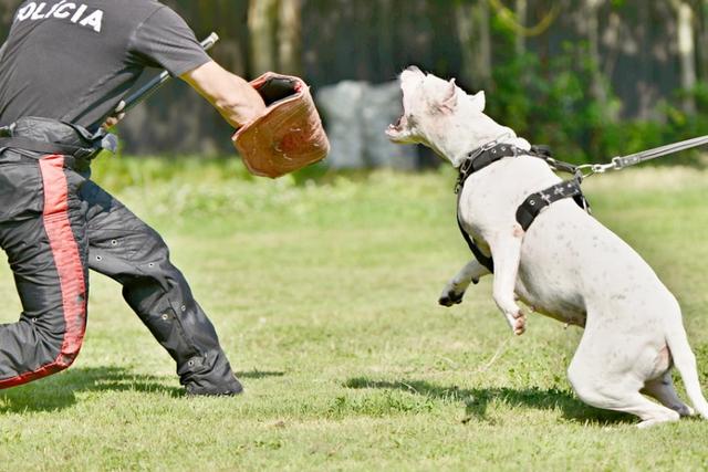 卡斯罗犬多少钱一只（卡斯罗犬图片）