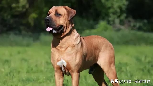 苏俄猎狼犬什么价位（苏俄猎狼犬的电影）