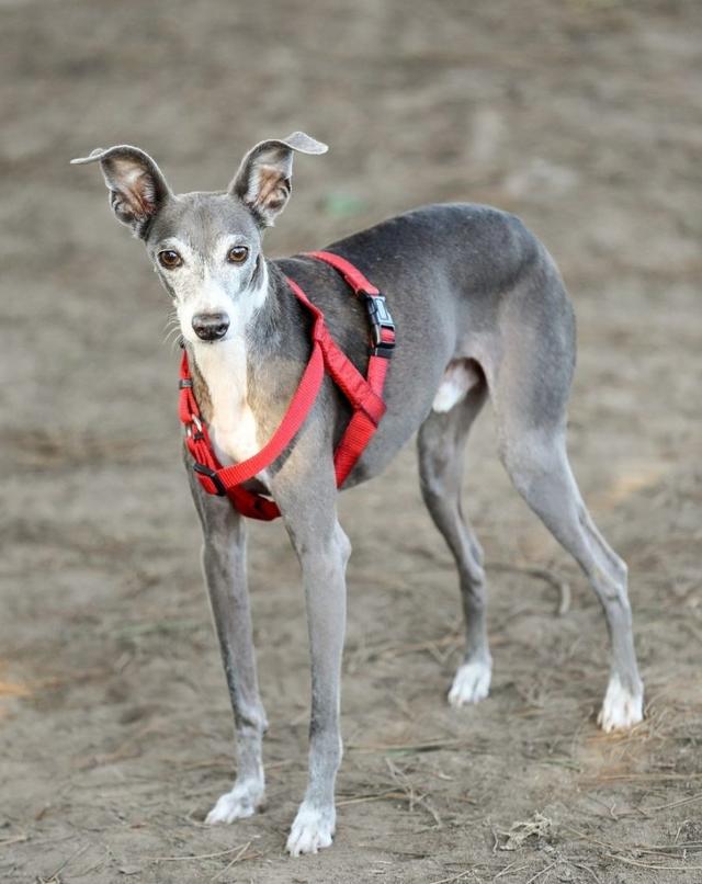 大型古牧犬图片（古牧犬图片大全）