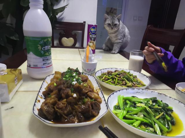 宠物猫的品种及价格（宠物猫和土猫区别在哪里）