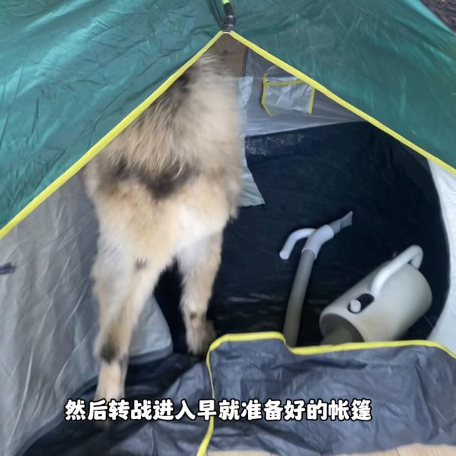 高加索犬幼犬多少钱一只？纯种高加索犬幼犬多少钱一只！