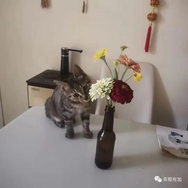 给猫起什么名字好听可爱？给猫取名字叫什么最好！