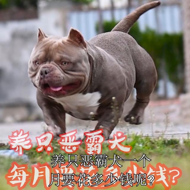 恶霸犬价格多少钱一只幼犬？恶霸犬的优缺点及性格！