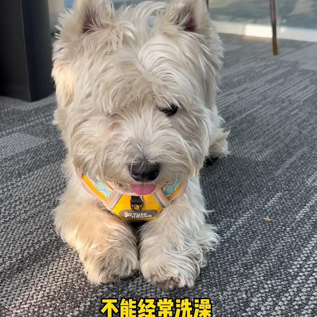 西高地白梗犬的优缺点？西高地白梗犬掉毛吗！