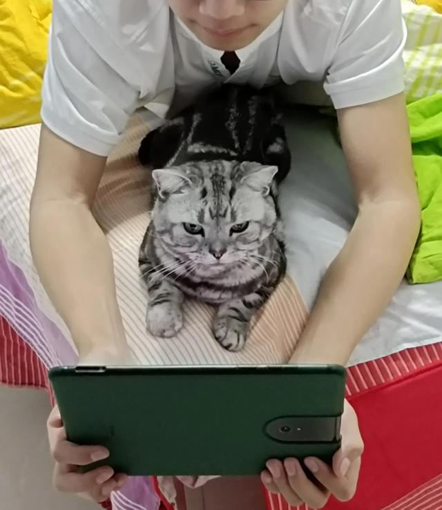 虎斑猫？虎斑猫图片！