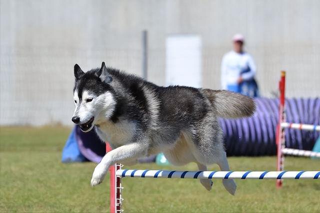 哈士奇犬智商排名（哈士奇犬图片）