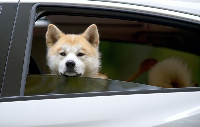 柴犬（秋田犬）