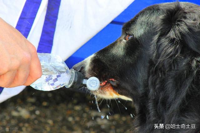 狗狗细小病毒自己在家怎么治疗（细小病毒狗狗怎么引起的）