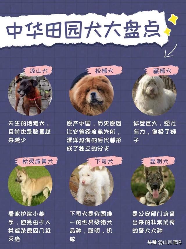 中华田园犬的价格多少钱一只（中华田园犬多少钱一条）