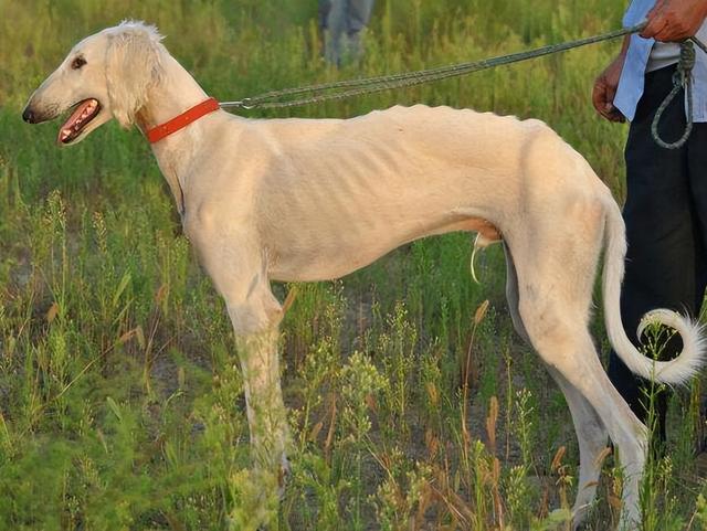 中国沙皮犬多少钱一只（中国沙皮犬原产于我国广东省,其选购要点是）