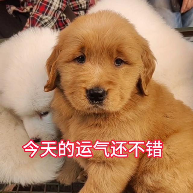 金毛狗狗多少钱一条？金毛犬多少钱一条！