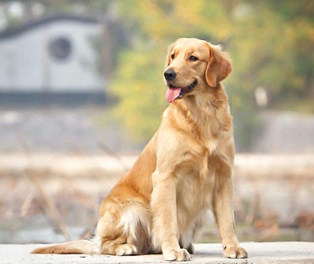 腊肠犬一般多少钱一只超迷你狗？腊肠犬一般多少钱一只超迷你狗呢！