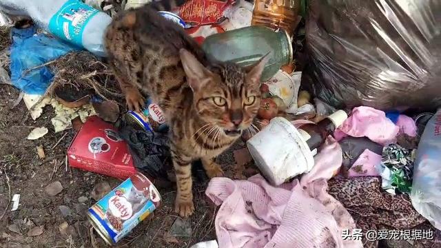 价值上万的孟加拉豹猫，饿到以垃圾为食，获救后的吃相让人心疼