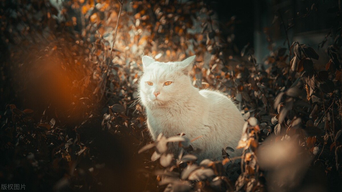 猫没有入选十二生肖或许是因为傲娇，埃及猫传入之前猫已经存在