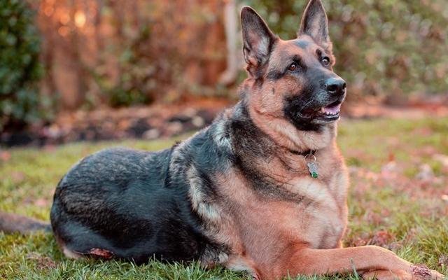 大型犬有哪些品种（短毛大型犬有哪些）