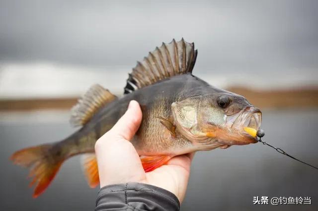 虾虎鱼吃什么食物（虾虎鱼吃什么饲料吗）