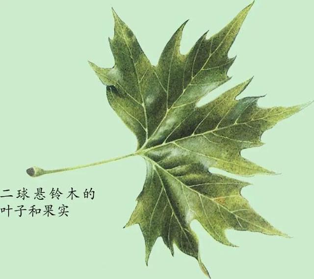 北美鹅掌楸在北美洲是重要的木材树，广泛种植用于观赏