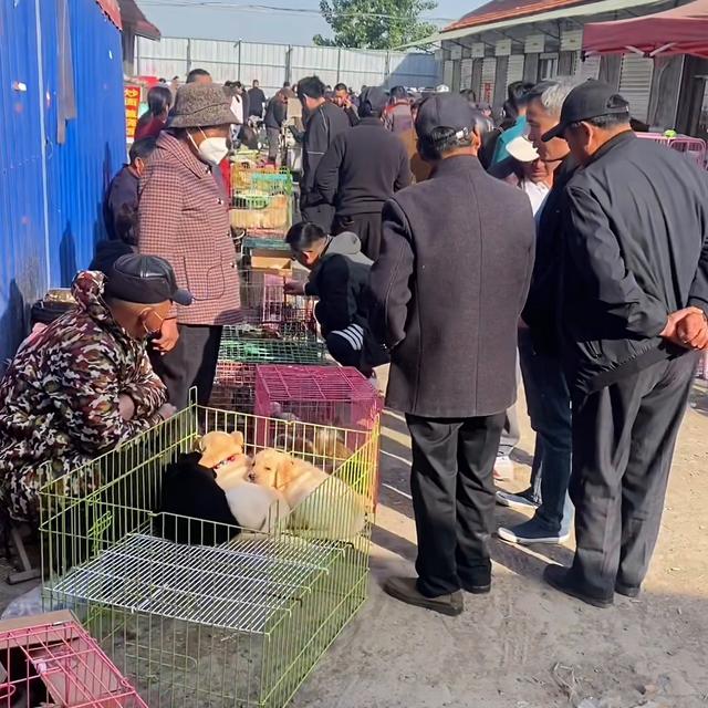 小型犬排名前10名？小型犬排名前10名图片！