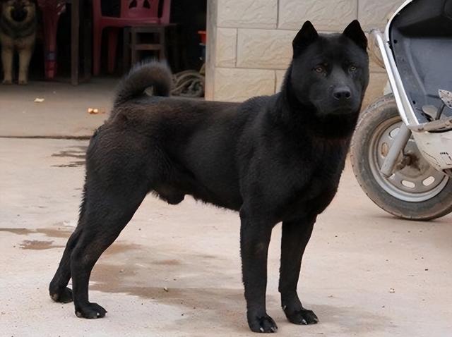 田园犬和土狗有什么不同长期喂鸡肠的狗（田园犬和土狗有什么不同纯白狗是什么品种）