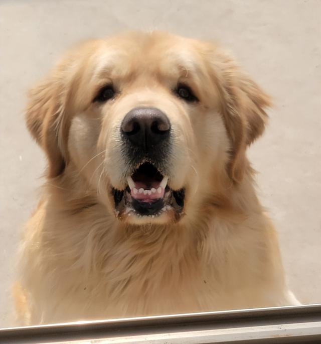 金毛犬多少钱一只幼崽图片（金毛犬多少钱一只）