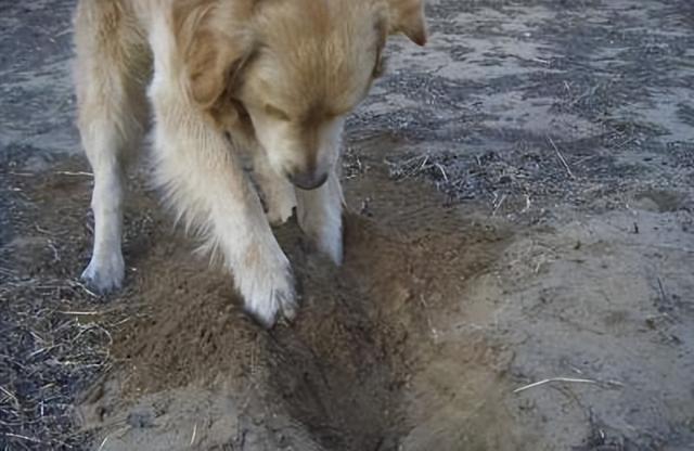 狗狗一直叫并刨地（母狗狗突然刨地的征兆）