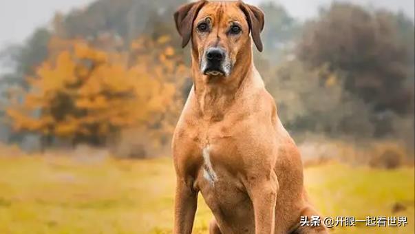 苏俄猎狼犬什么价位（苏俄猎狼犬的电影）