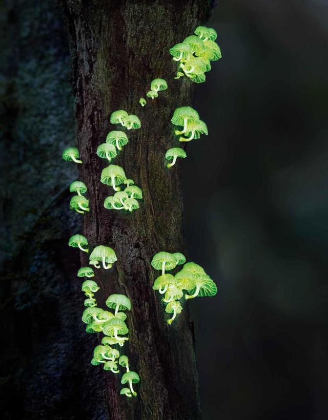 植物金丝猴图片（裕河金丝猴图片）