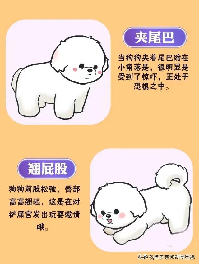 狗狗得细小的症状是什么（狗得细小的症状有哪些_）