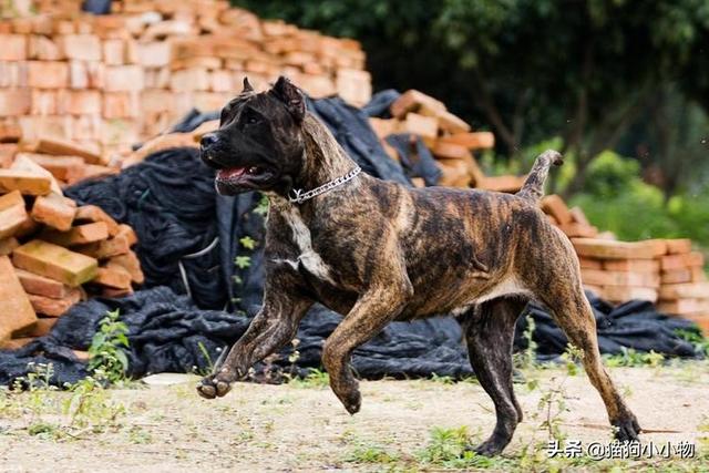 惠比特犬价格 惠比特犬多少钱一只（惠比特幼犬多少钱一只）