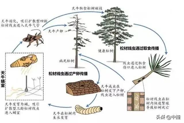 天牛咬到人会怎么样（天牛有毒吗_ 被天牛咬伤了怎么办）