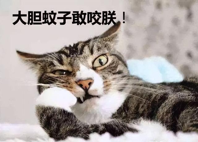 猫可以闻花露水吗（猫咪能不能闻花露水）