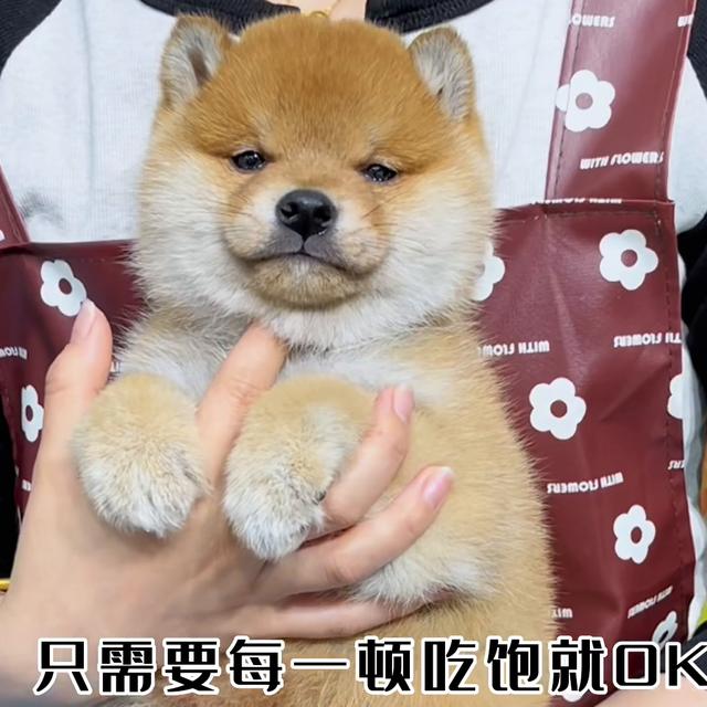 柴犬价格多少钱一只幼犬黑色？柴犬价格多少钱一只幼犬黑色的！