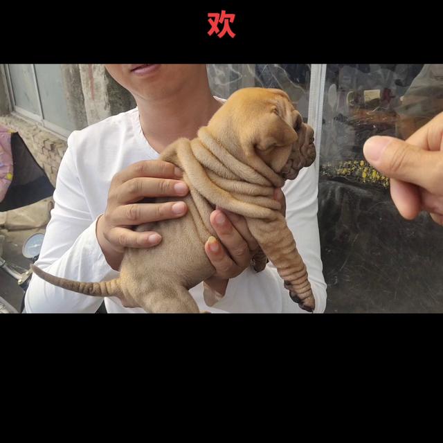 沙皮狗图片大全可爱图片？法斗犬！